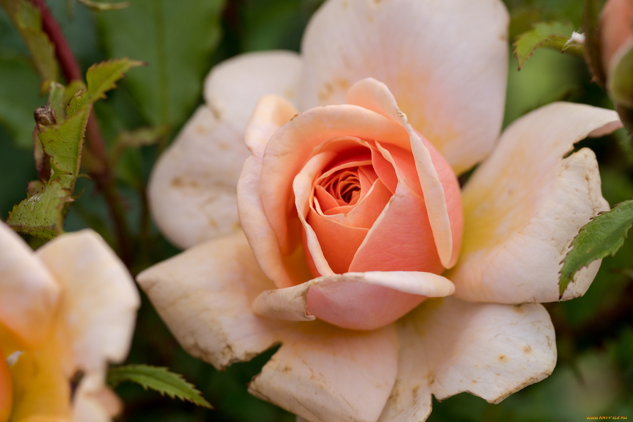 , , , , , , blossoms, leaves, petals, bud, rose, 